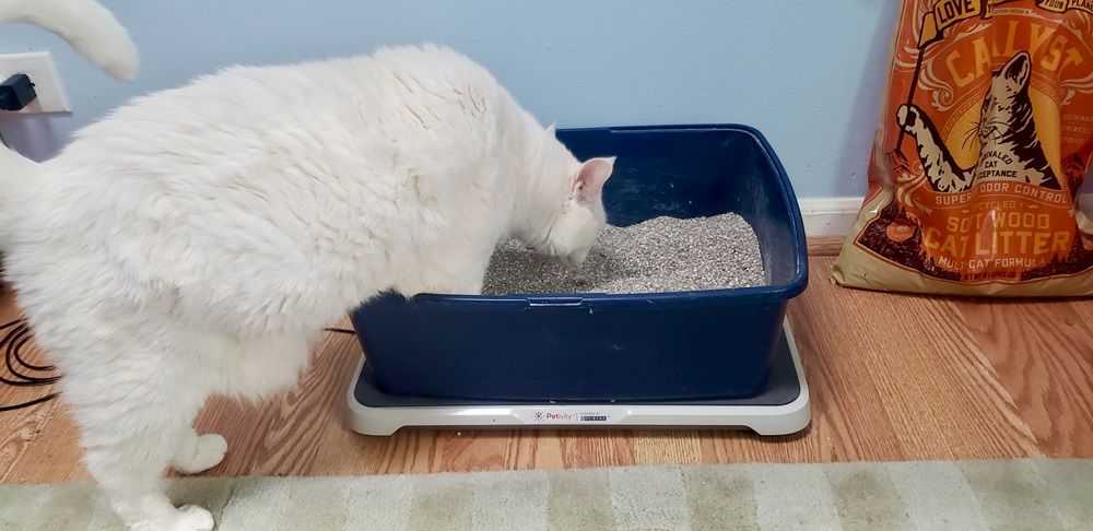 white cat stepping into litter box placed on petivity monitor