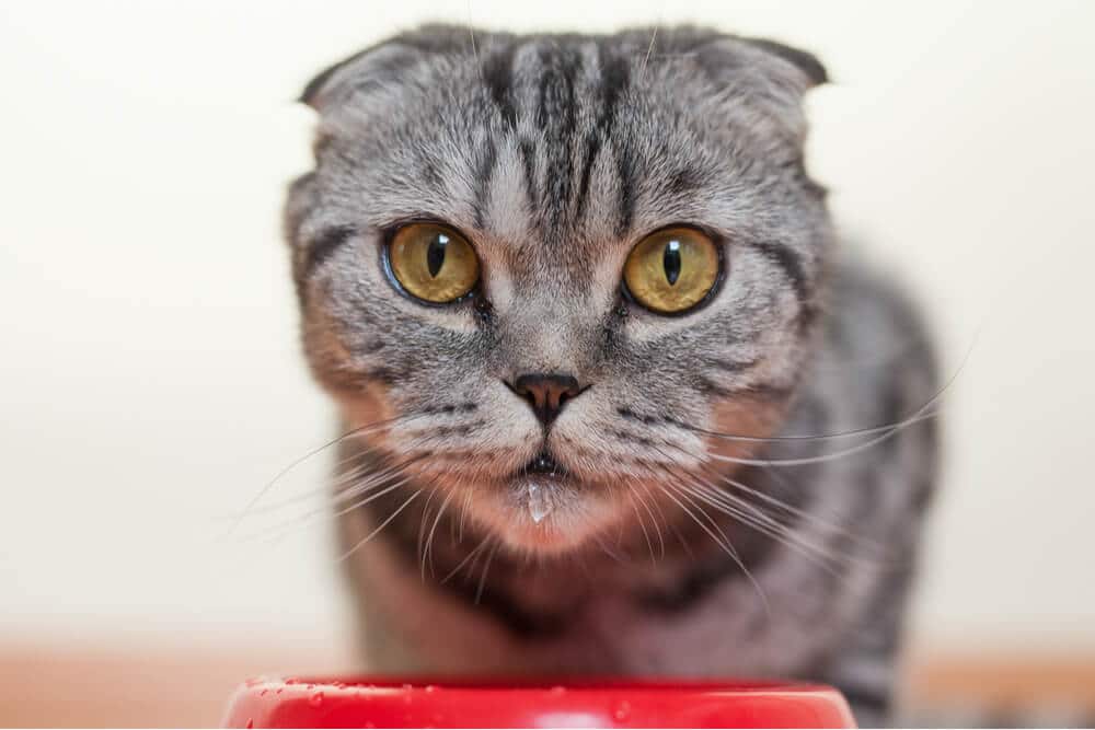 Alert cat drinking water from a bowl, showing increased thirst. The cat's focused posture and the act of drinking suggest higher water intake.