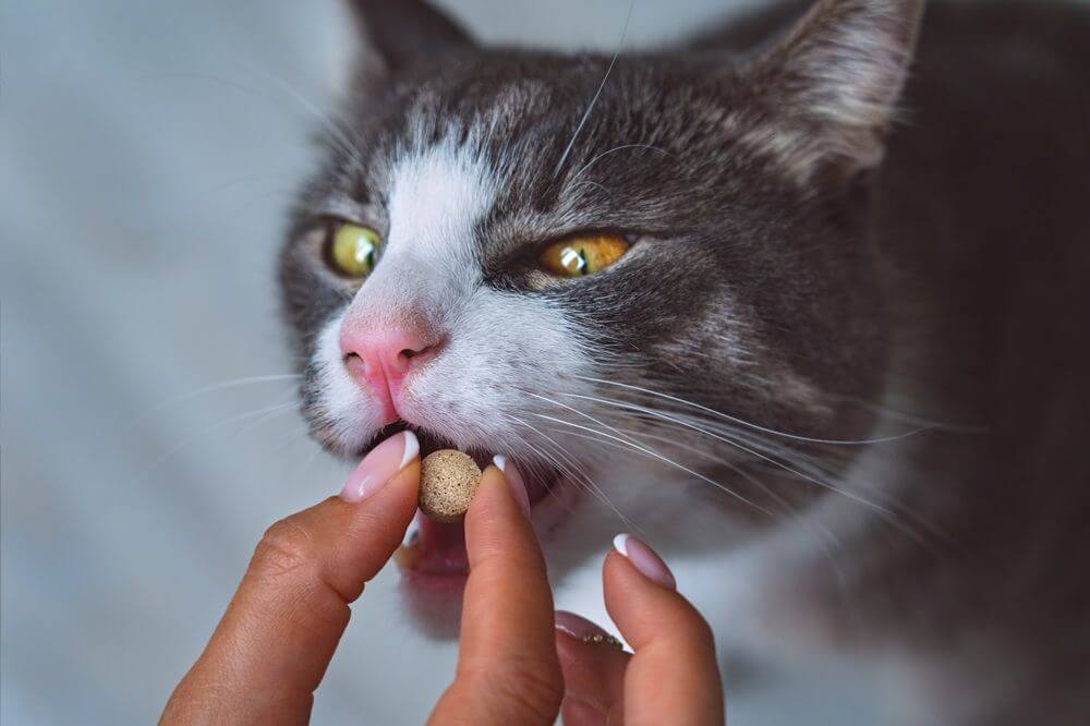 Woman giving pill to cute cat indoors, closeup.