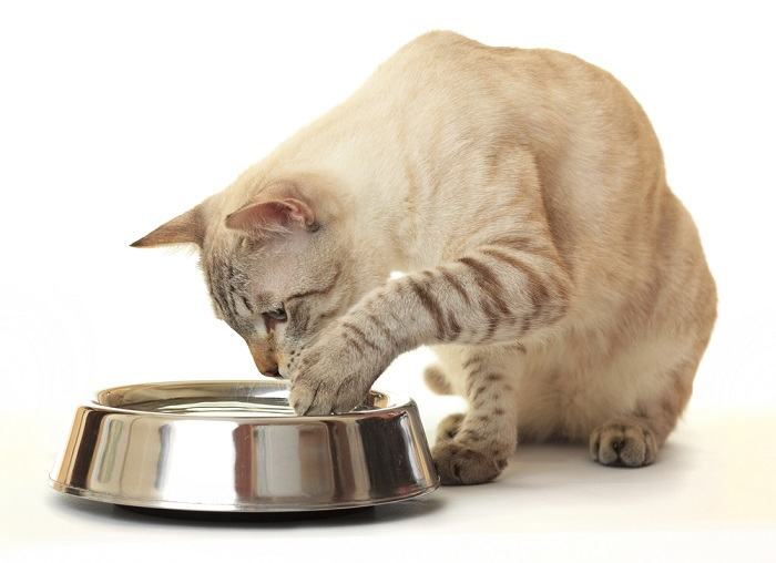 cat playing water in cat bowl