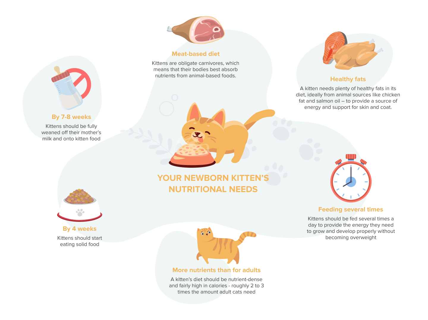 Image related to understanding the nutritional needs of newborn kittens.