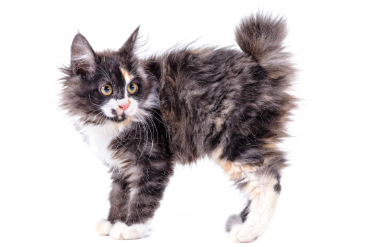 Kurilian Bobtail